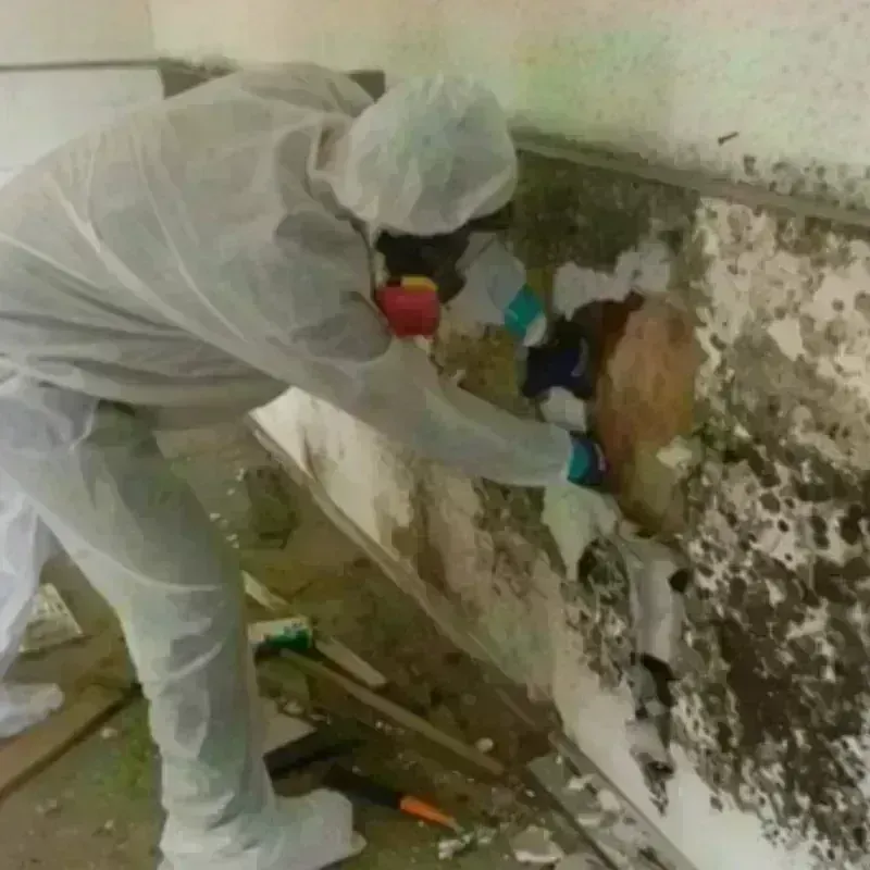 Mold Remediation and Removal in Mingo County, WV